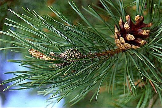 scotch_pine_1