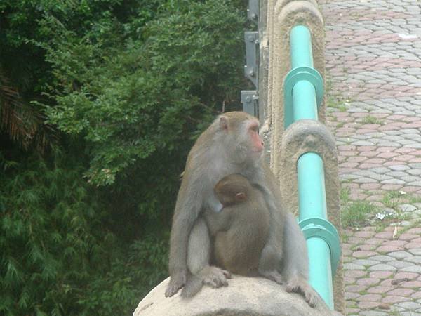 20111011拍攝於登仙橋001.JPG