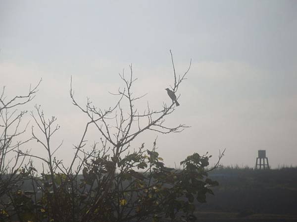 20120205拍攝於菜園006.JPG