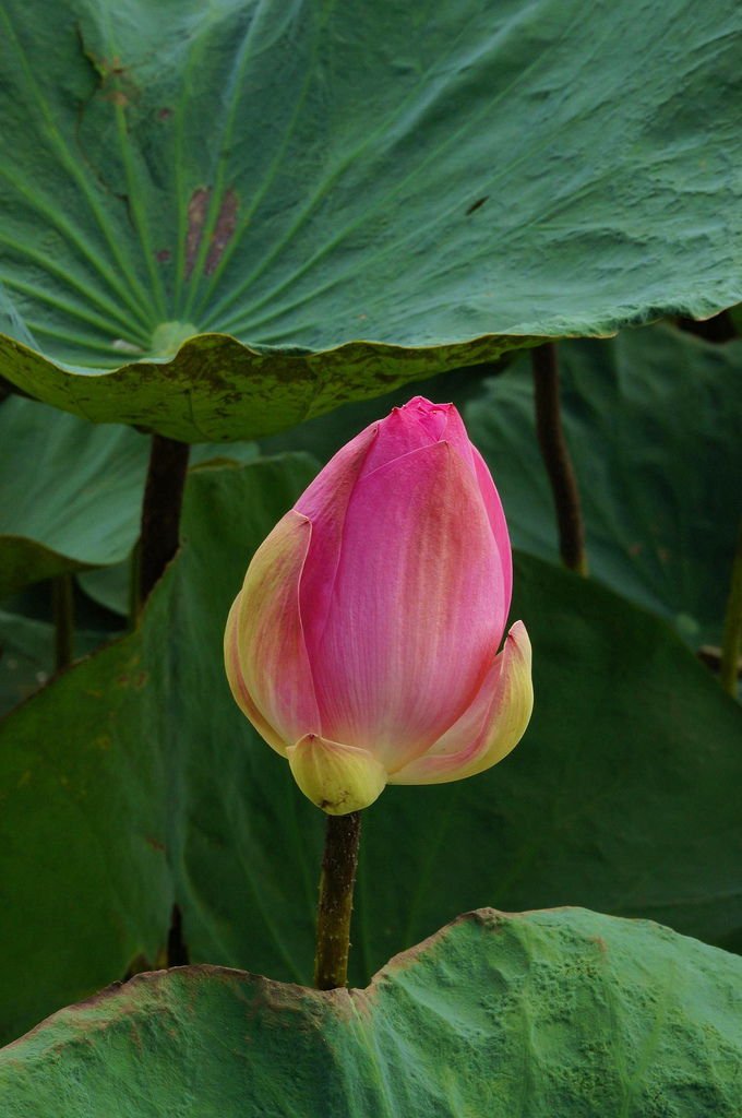 台南白河蓮花