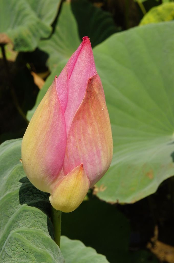台南白河蓮花