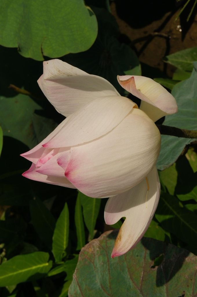 台南白河蓮花