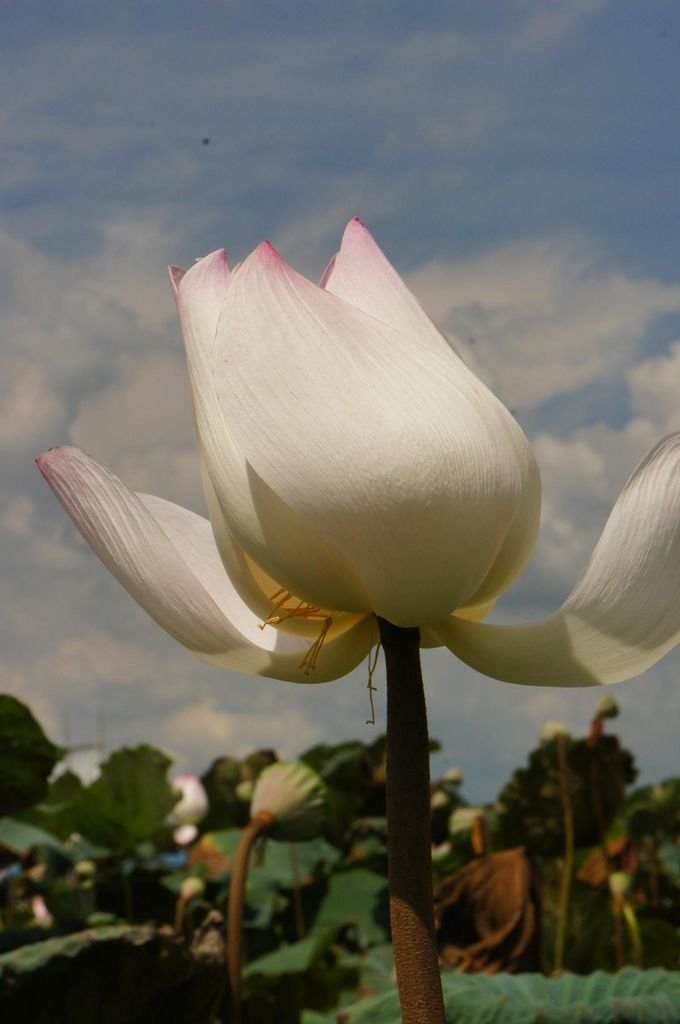 台南白河蓮花