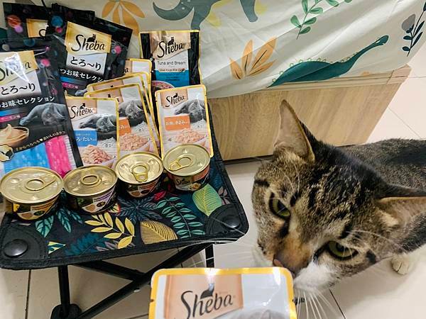 【貓咪濕糧︱Sheba®希寶】高適口性貓罐開箱、鮮肉慕斯主食