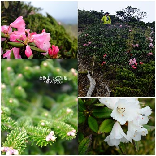 百岳 看風起雲湧日出美景~小溪營地我來了 (南投-合歡北峰)