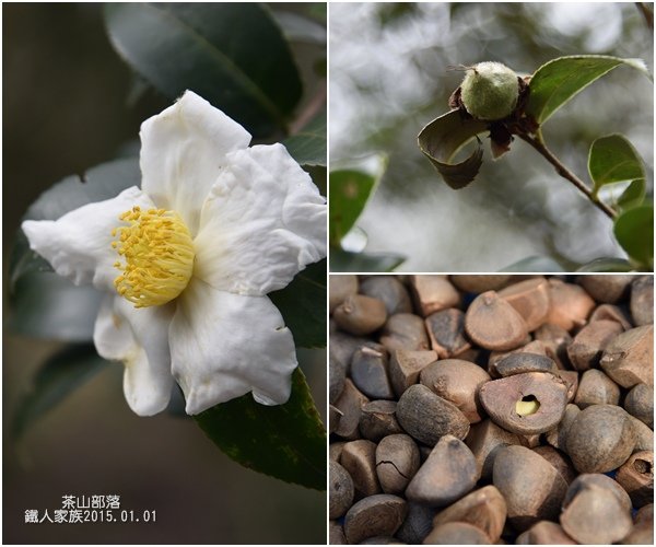 苦茶子.jpg