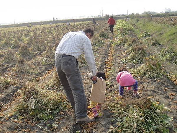 104.01.03磚仔寮採紅豆 (75).JPG