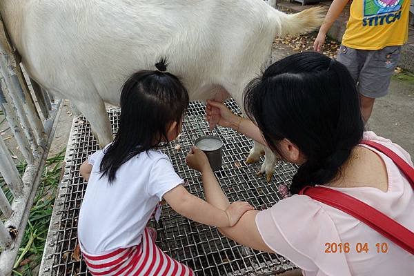 2016-04-10禾光牧場羊咩咩ㄉ家 (63).JPG