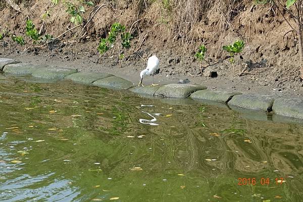 105-04-17四草大眾廟綠色隧道 (32).JPG