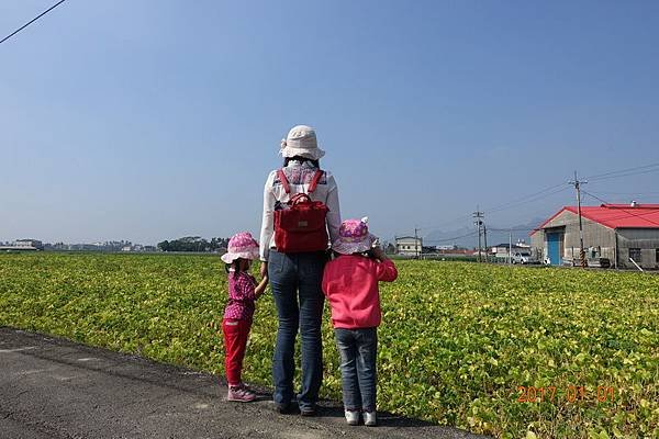 106.01.01美濃採毛豆體驗(豆豆小農場) (36).JPG