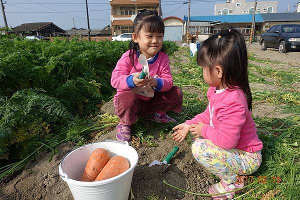 106.02.19將軍西合里採紅蘿蔔 (19).JPG