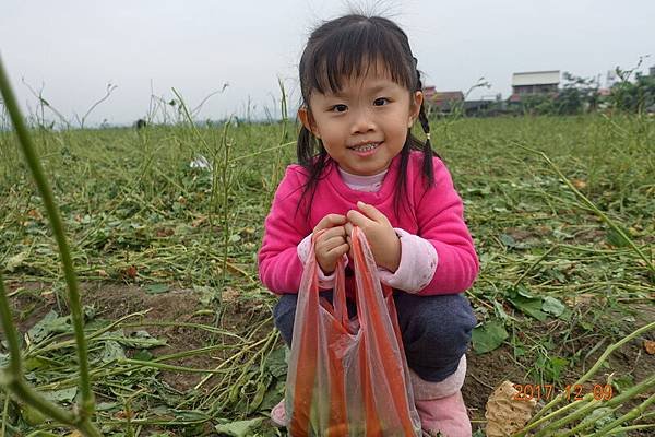 106.12.09台灣九號旗山撿毛豆 (12).JPG