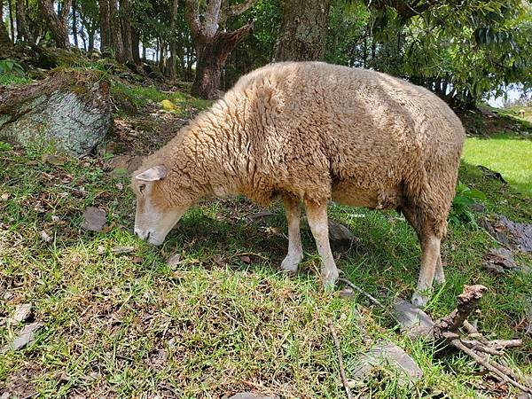 111.08.15-16六福村主題遊樂園動物園 (2).jpg