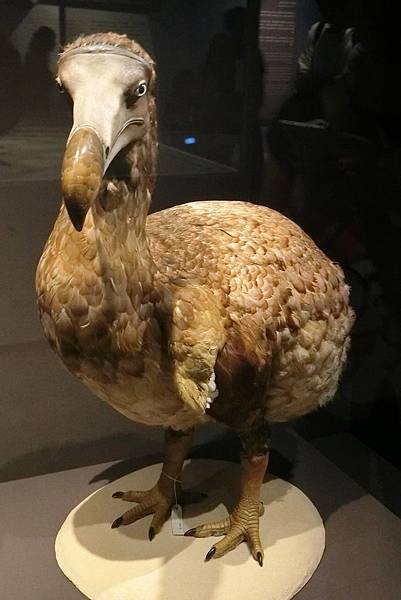 1070805-43大英自然史博物館展渡渡鳥.JPG