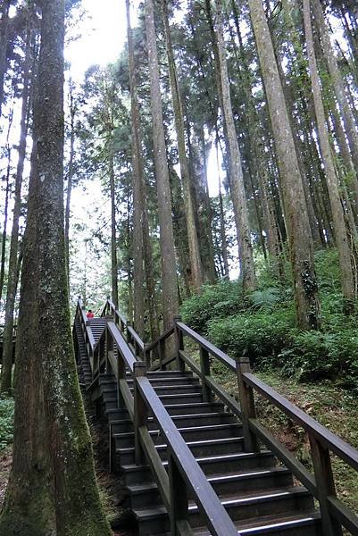 1070916-43阿里山國家森林遊樂區.JPG