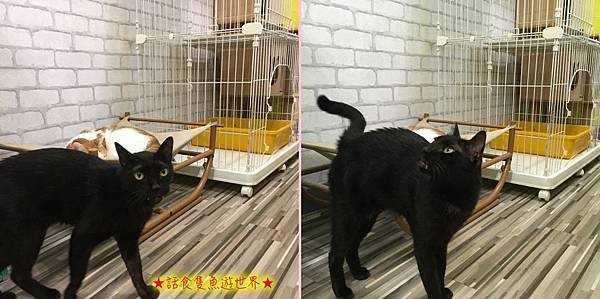 batch_blackcat.jpg