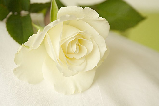 rose-1231059(everystockphoto).jpg