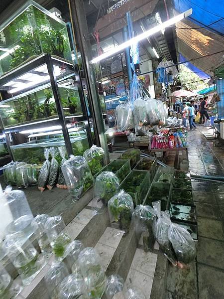 chatuchak