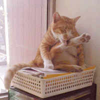 orange3.gif