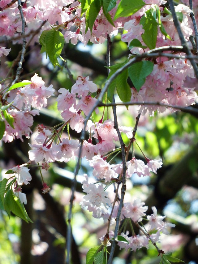 DSCF4959.JPG