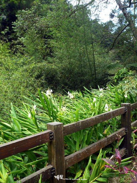 野薑花溪步道