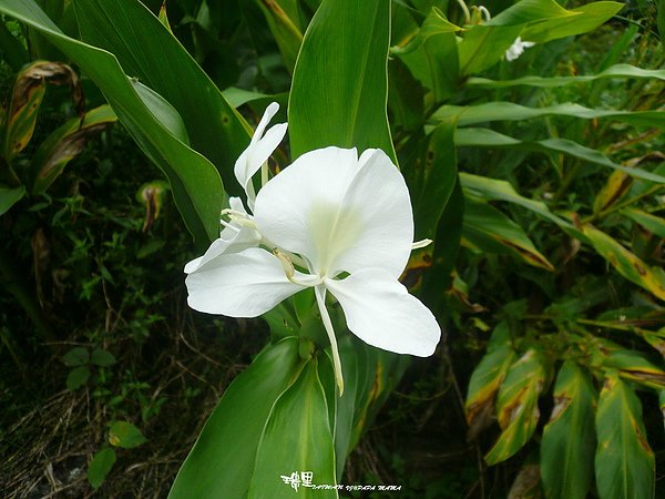 瑞里綠色隧道 野薑花溪步道