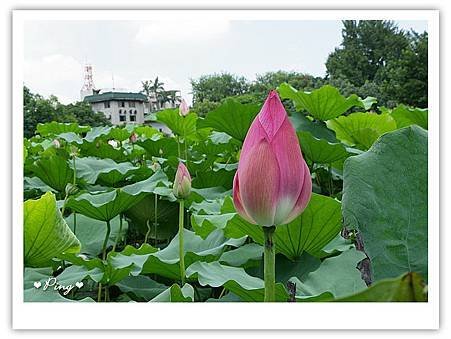 台北市植物園-荷花-06.jpg