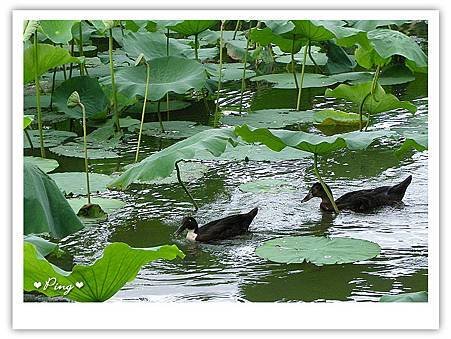 台北市植物園-荷花池內.jpg