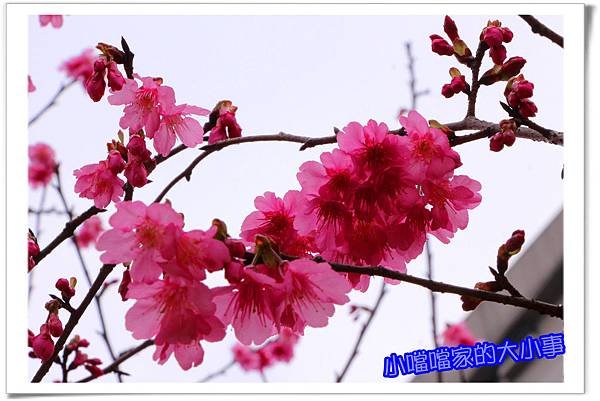 櫻花2