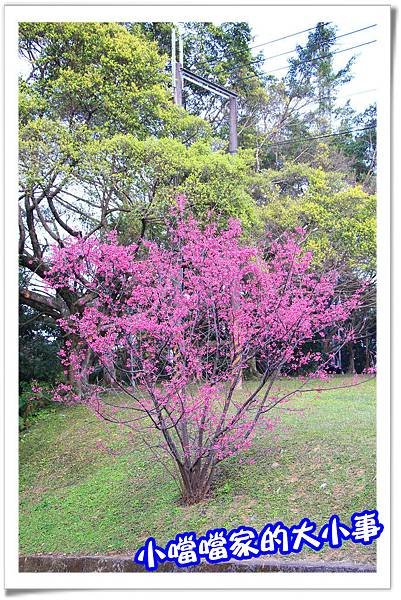 櫻花1