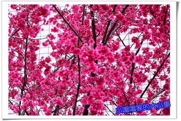櫻花3