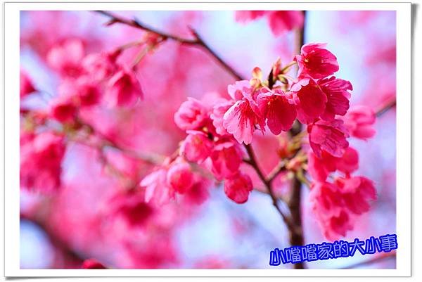 櫻花5