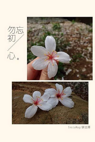 桐花4