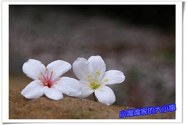 桐花2