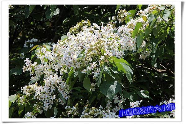 桐花16
