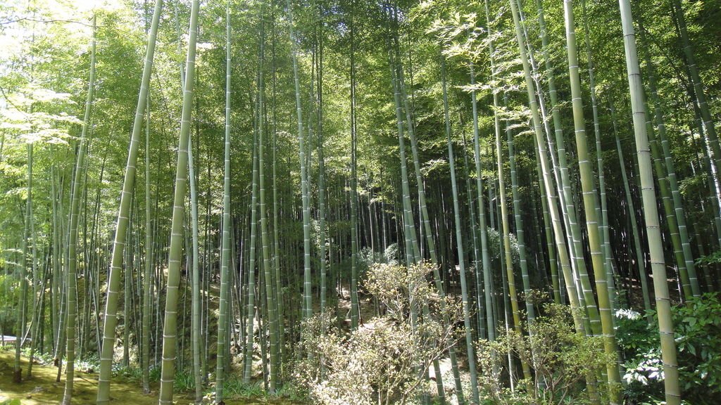 DSC04970.JPG