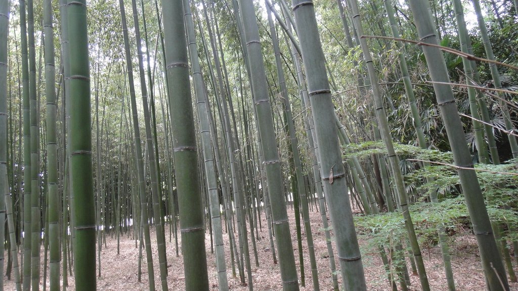 DSC04973.JPG