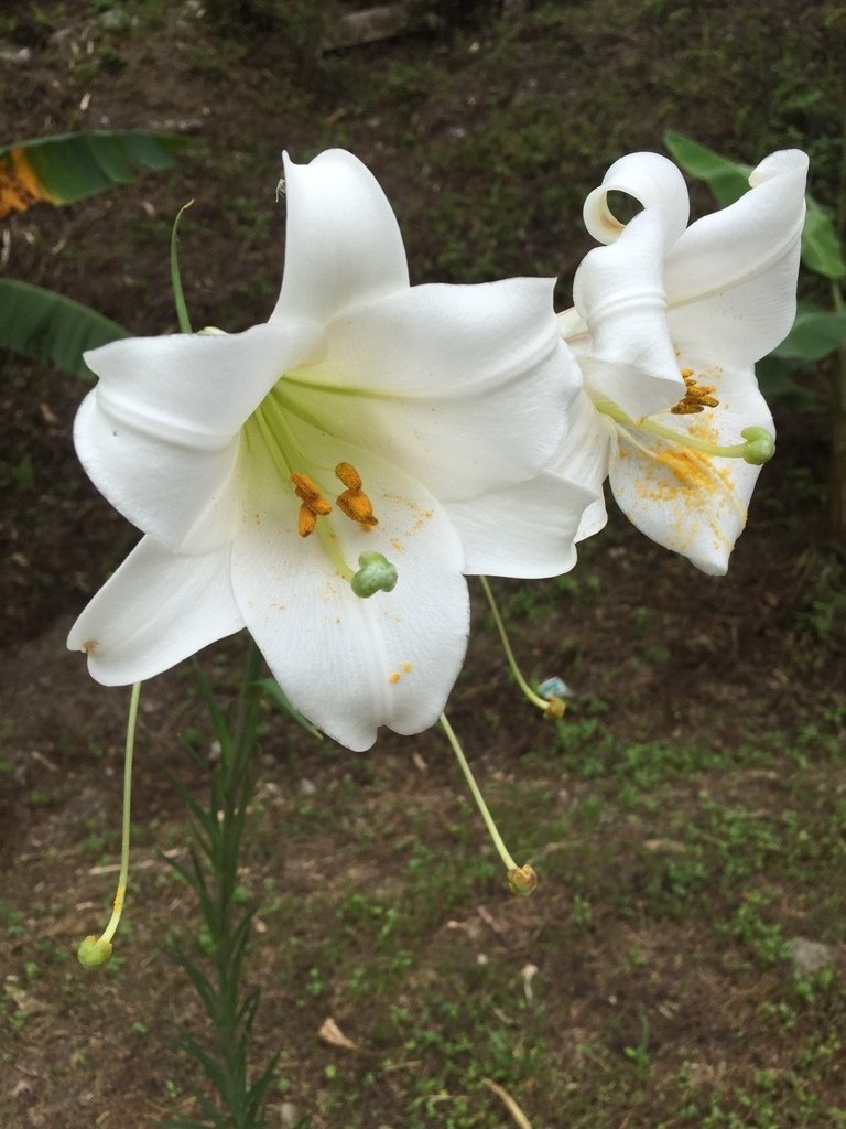 20160807花園露營_4241.jpg