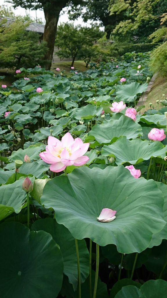 調整大小2017-07-07 東寺_170708_0002.jpg