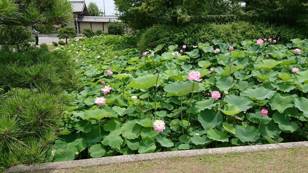 調整大小2017-07-07 東寺_170708_0025.jpg