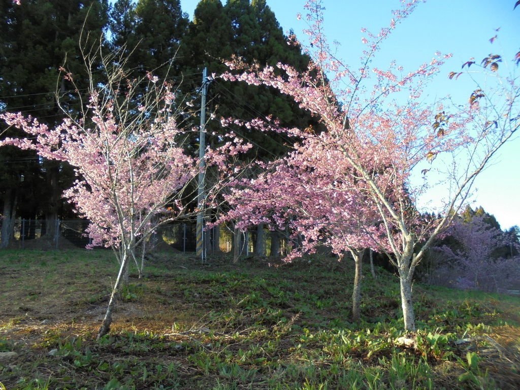 DSC02916_調整大小.JPG