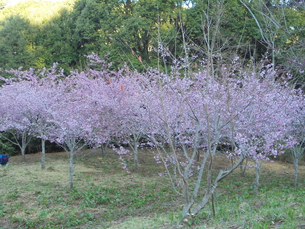 DSC02924_調整大小.JPG