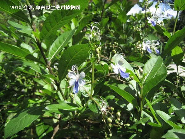 台東 卑南植物園.JPG