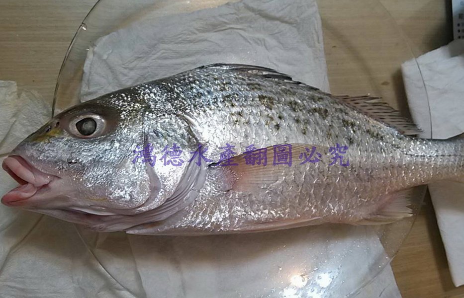 金龍魚