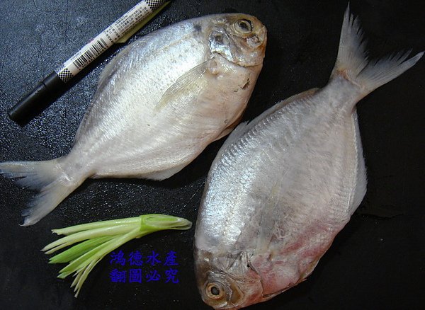 肉魚-大1.jpg