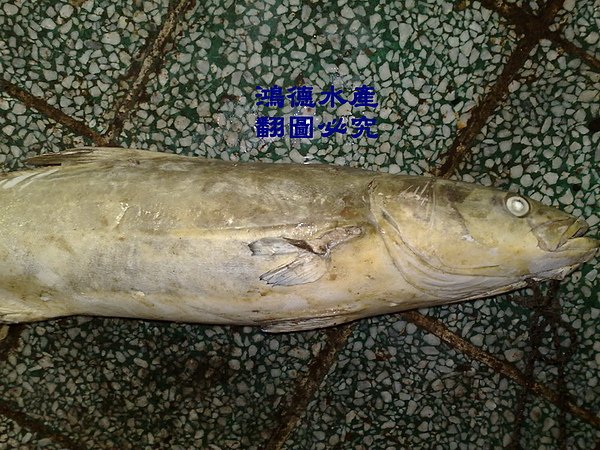 海麗魚1.jpg