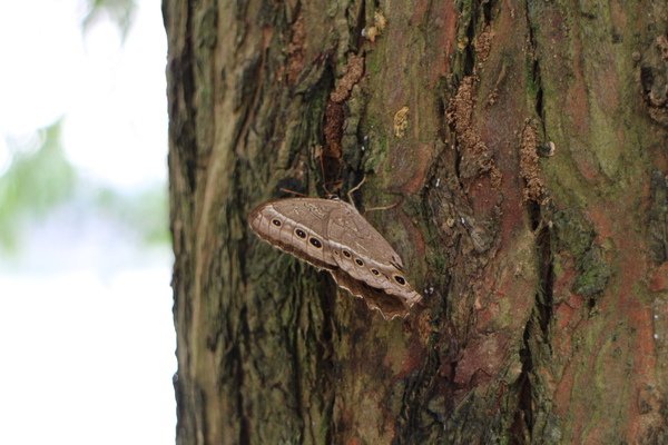 碧湖公園：4千根竹子編成！ 內湖夢幻新地標「碧湖織屋」