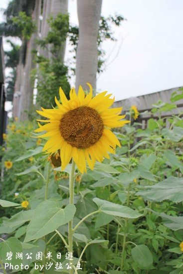 碧湖公園：4千根竹子編成！ 內湖夢幻新地標「碧湖織屋」