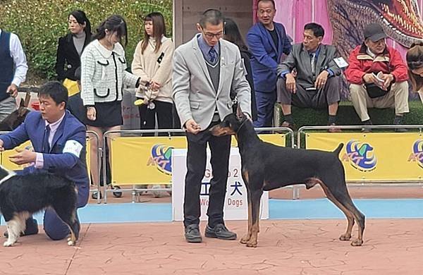 杜賓犬（黑霸）完成國內KCT冠軍登錄