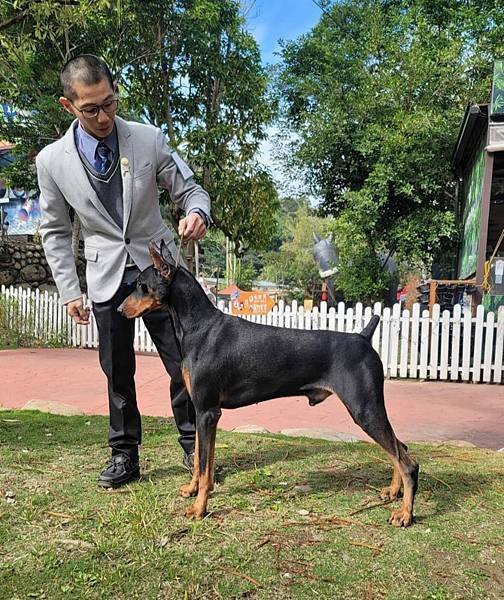 杜賓犬（黑霸）完成國內KCT冠軍登錄